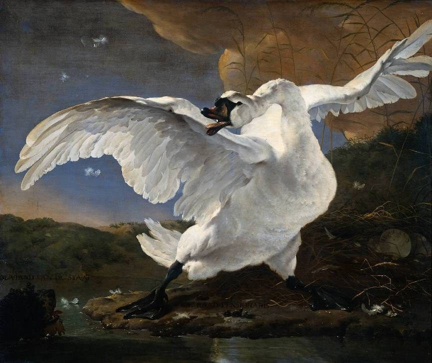 Unknown Jan Asselijn The Threatened Swan